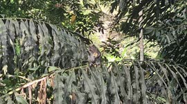 Tourist feeding monkeys with bread as COVID-19 restrictions on visiting national parks are easing out