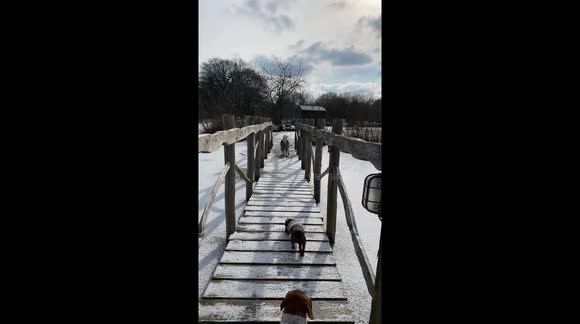Farm dogs enjoying their cabin life...ice and snow fun