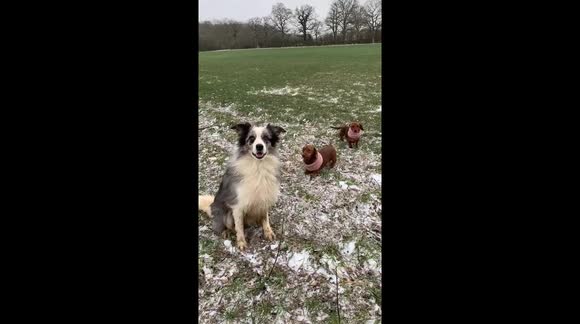 Farm dogs and stick throwing