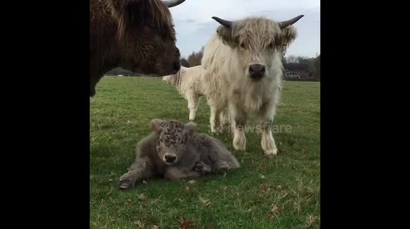 Cute fluffy highland cows and their new born calf’s
