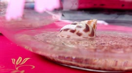 Bizarre moment two sea snails were married in Thailand