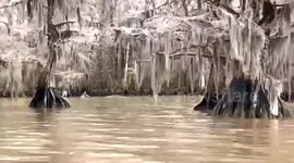 US: Scenic Frozen Trees View Along Lake Fausse Pointe State Park In Louisiana