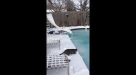 Cats playing on frozen pool in Dallas, Texas due to the power outages.