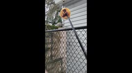 Singing to a hungry and scared possum