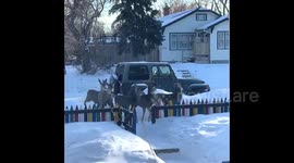 Canada: Bunch Of Deer Visits Residential Streets Of Moose Jaw