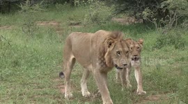 Close shave with a Lion that got too close to my open car window
