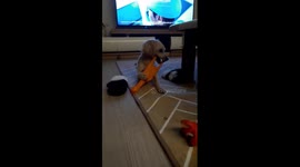 Can't give up toy chicken