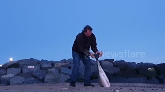 Dolphin washed up on Suffolk beach