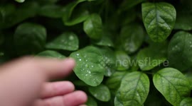 Stirring a Prego in a Pan