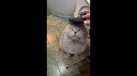 Cat NEEDs brushing