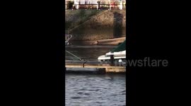 UK: Seal Spotted In River Thames
