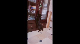 My male cate name jacky v. Active