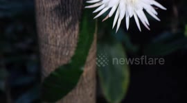 A super-rare Amazonian cactus has flowered for what experts believe is the first time ever in the UK