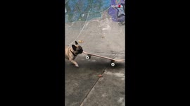 Talented Rawfed French Bulldog Skateboarding