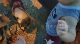 Two-year-old excited feeding feral dogs with his dad in Malaysia