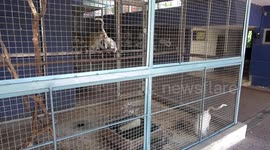 Bizarre Thai museum includes zoo that only houses ALBINO animals