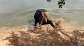 Adorable elephant enjoys splashing in river