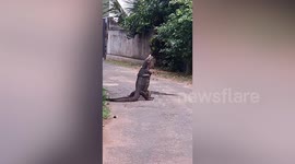 Monitor lizards seen 'hugging' each other like humans in Sri Lanka
