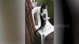 Nosey pet cat stands on hind legs to follow next-door neighbour's squabbling