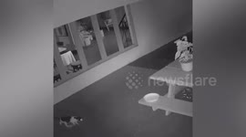 Cat falls into floodwater after trying to reach bowl of old cooking oil