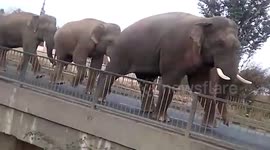 Herd of male tuskers spotted walking together in northern India