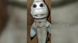 Baby shark with a human face caught in Indonesia