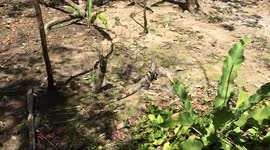 Iguana Escapes from Noise