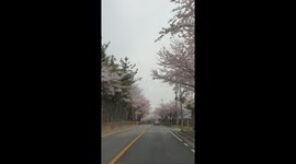 flower road