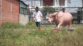 The 1.3-ton buffalo muscle has a fancy pink color strange extremely rare of old farmer Vietnam