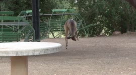 Bushbuck calf goes hopping and skipping about safari park