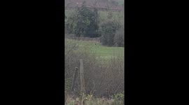 Footage appears to show big cat prowling near sheep field