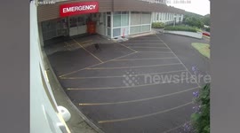 Wild wallaby enters hospital after leaping through car park in Australia