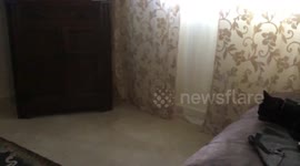 Cat, dog and skunk have nap together on bed