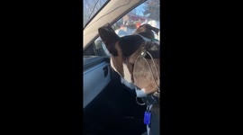 Dog tilts head in confusion when first meeting squeaky toys