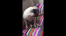 My dog is so focused to listen to her music