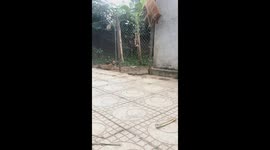 The owner discovered that the smart dog passed the fence higher than 2m after placing the camera secretly