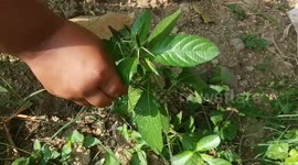 A plant s pod that bursts when comes into contact with water in South India