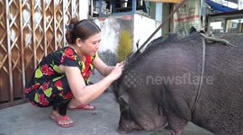 Family raises 200kg boar as pet in Vietnam