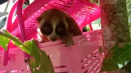 Moment a happy slow loris climbs a tree when released to nature reserve