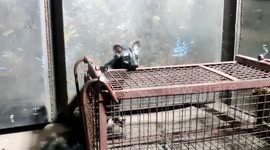 Mischievous civet cat rescued from factory in India