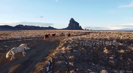 This drone footage shows a herd of wild horses as they gallop down a desert road at sunset