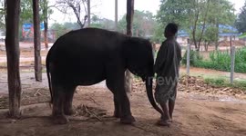 Elephants play in rain after storm in northern Thailand