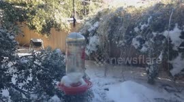 Time-lapse footage of trees springing back to life in a Texas backyard is incredibly satisfying