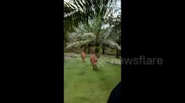 Women in motorcycle chased by two wild bulls at palm oil estate in Malaysia