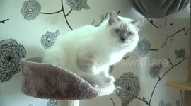 The boy owns a herd of blue-eyed Ragdoll cats more than 40.000 USD