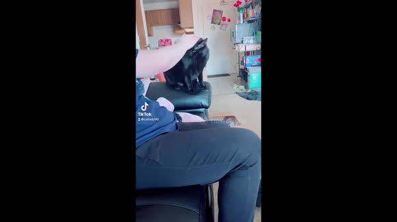 Crazy black cat giving high-fives... until he can’t take it anymore