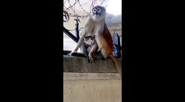 Must watch Monkey and kitten clip, you will watch this more than twice!!!