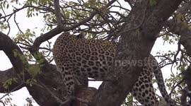 A grumpy Leopard in a tree with her kill