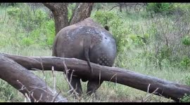Rhino rubbing himself on a fallen tree
