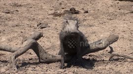 Cute warthog rubbing himself after a mud wallow